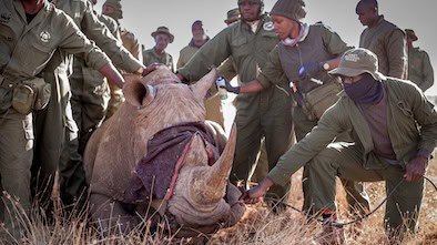 Rhino_Rangers_13.jpg