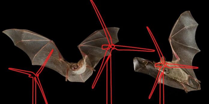bats-and-windmills.webp.jpeg